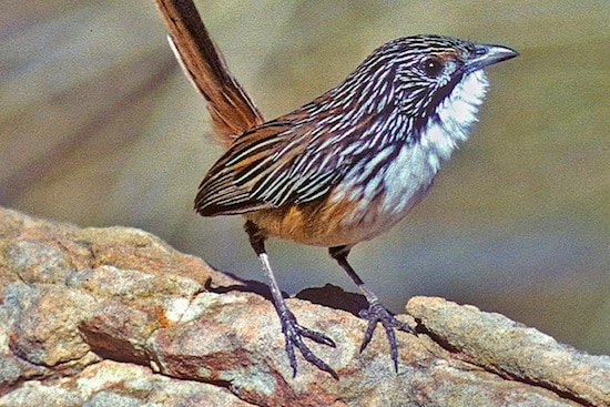 Carpentarian grasswren