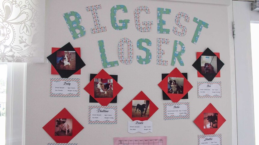 A wall with paper words on it saying Biggest Loser showing pictures of dogs