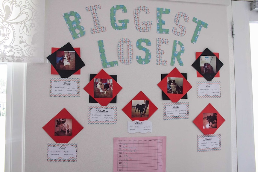 A wall with paper words on it saying Biggest Loser showing pictures of dogs