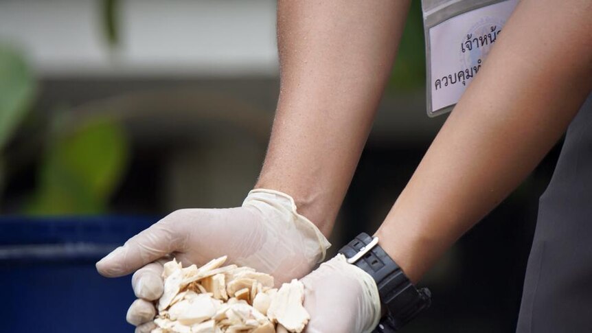 A Thai officials shows a handful of crushed ivory