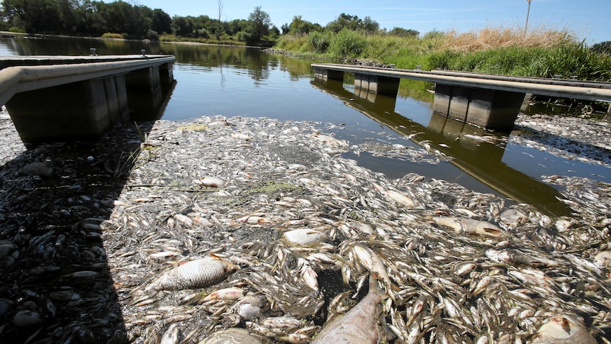 Hundreds of dead fish float in green river water near a pier. Grassland and blue sky behind