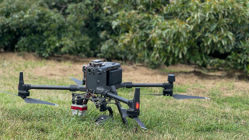 mid shot of a landed drone in foreground with blurred avocado trees in background
