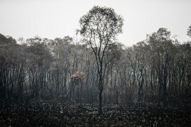 A tree in a forest surrounded by other trees that appear to be burnt.