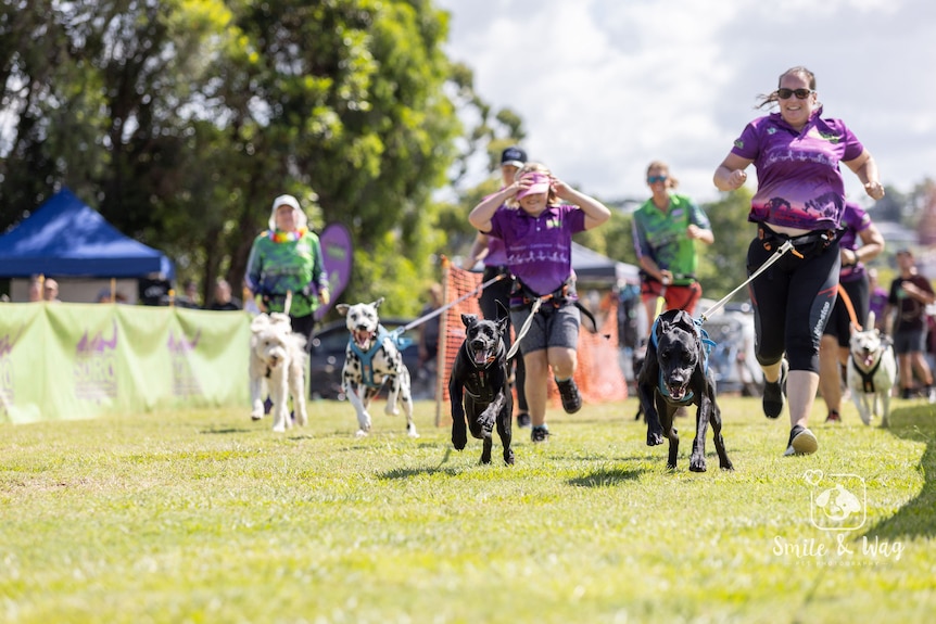 People running in a race with their dogs attached to them by a rope.