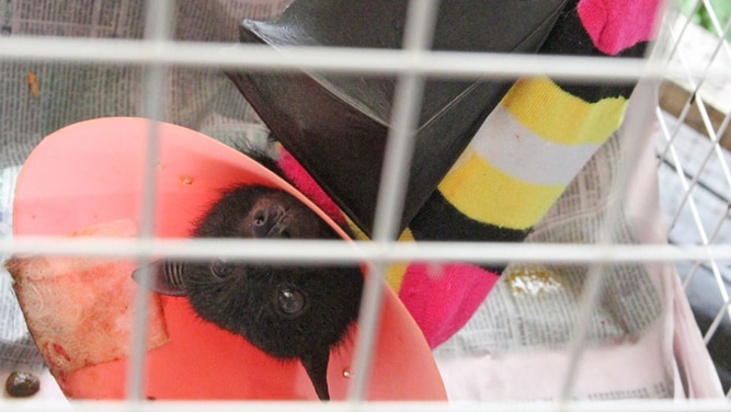 An injured bat wears a protective cone