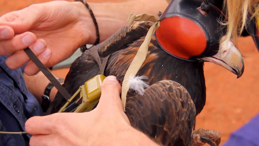 Wedge-tailed eagle Wallu has a transmitter fitted.