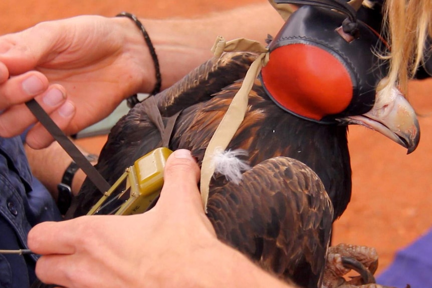 Wedge-tailed eagle Wallu has a transmitter fitted.