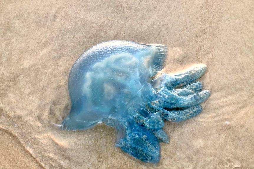 Blue jellyfish