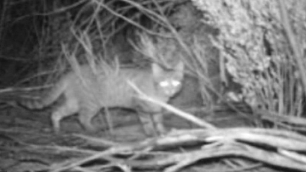 Feral cats, native animals enticed with feather boas in Tasmanian forests,  with surprising results - ABC News