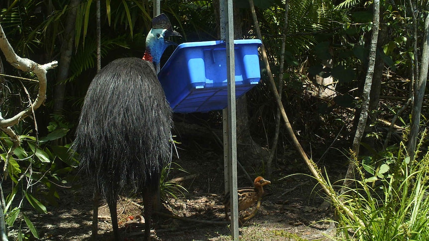 Cassowary with chick at special feeding station in far north Qld