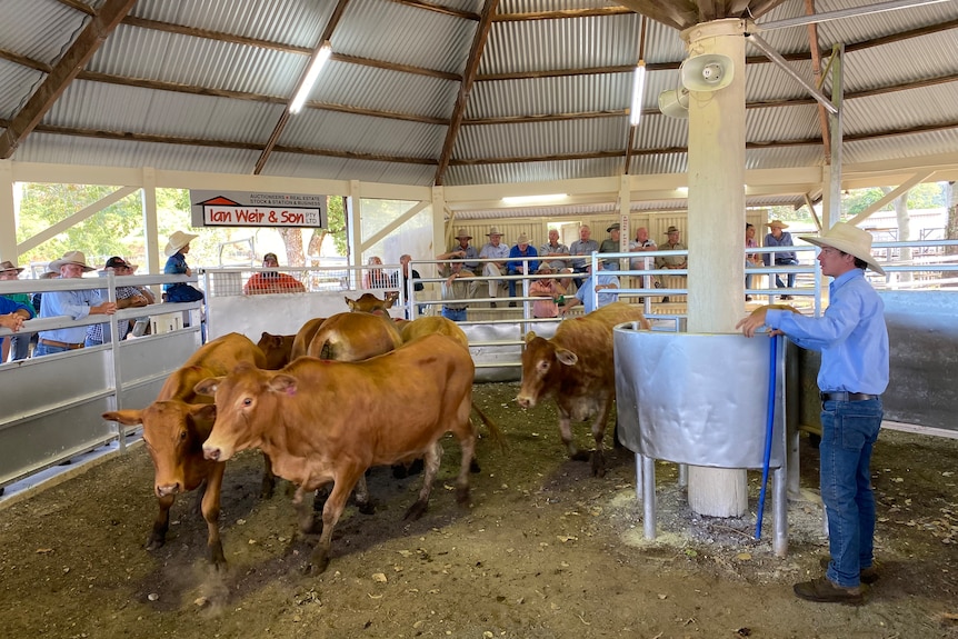 Livestock agent and crowd look at mob of brown cattle in selling ring.