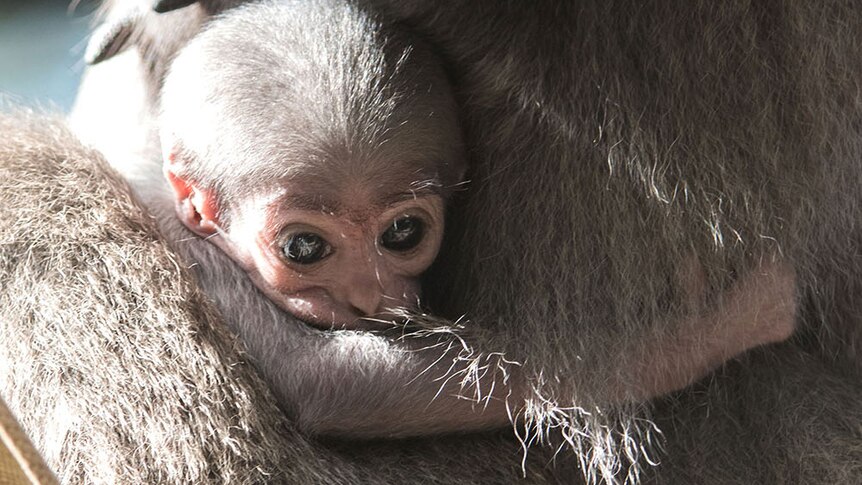 A baby silvery gibbon born at Mogo Zoo this month.