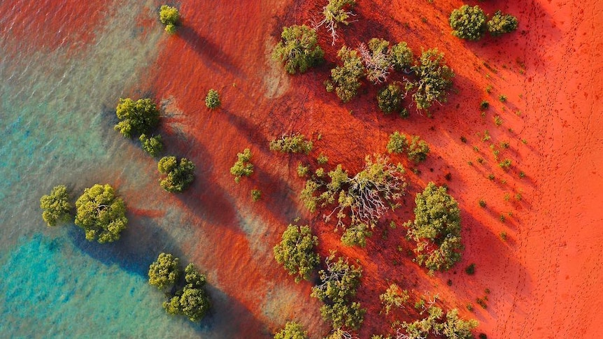 A mangrove forest from the air with red dirt.