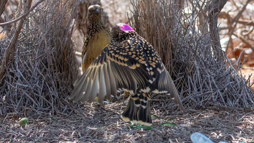 A caramel coloured bird displays its wings in front of a female bowerbird
