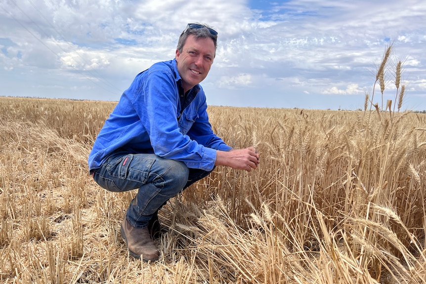 Craige Kennedy wearing a blue collared shirt crouching in a cereal crop.