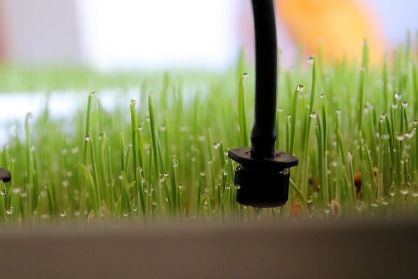 Wet grass grown from seed with an irrigating hose.