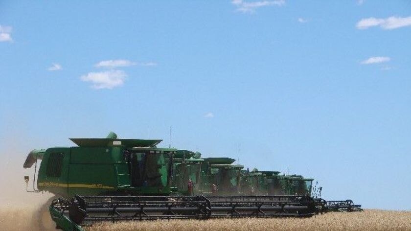 Rare sight: Seven headers harvest the Coggan family's bumper wheat crop.