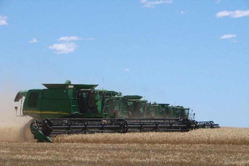 Rare sight: Seven headers harvest the Coggan family's bumper wheat crop.