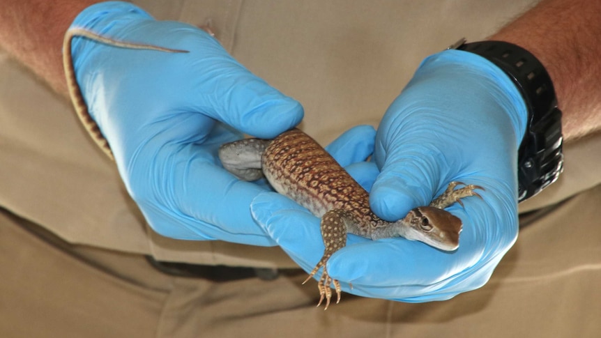 A close-up of a Gould's monitor lizard being held in a pair of hands in blue gloves.