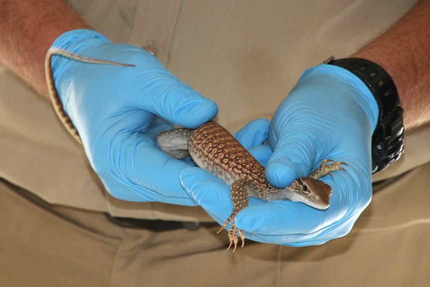 A close-up of a Gould's monitor lizard being held in a pair of hands in blue gloves.