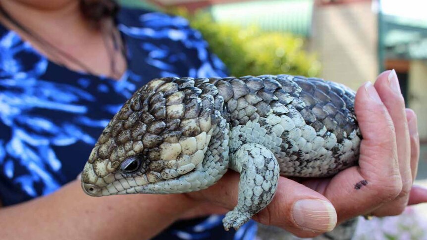 Close up shot of a bobtail in a pair of hands.
