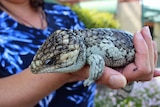 Close up shot of a bobtail in a pair of hands.