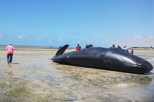 Locals check out a pod of beached whales at Ardrossa
