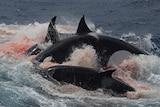 A pod of Killer Whales feeds on a rare Beaked Whale off the south coast of Western Australia.