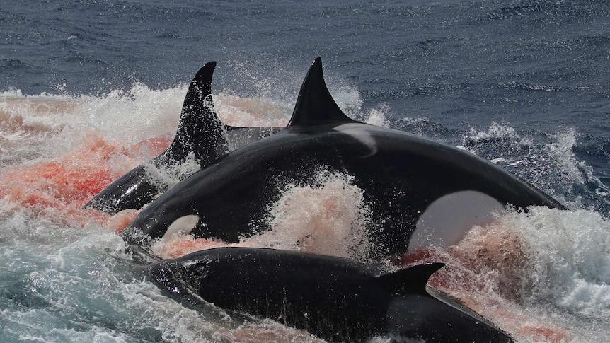 A pod of Killer Whales feeds on a rare Beaked Whale off the south coast of Western Australia.