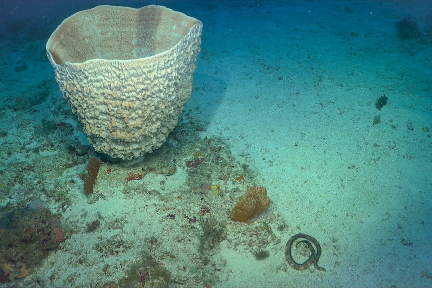 A small snake on the seafloor near a bleached white shell.