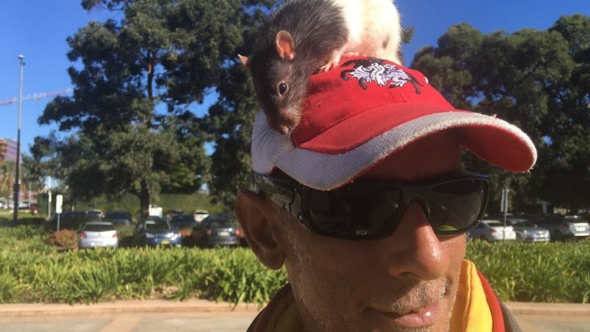 A rat is perched on its owner's head.