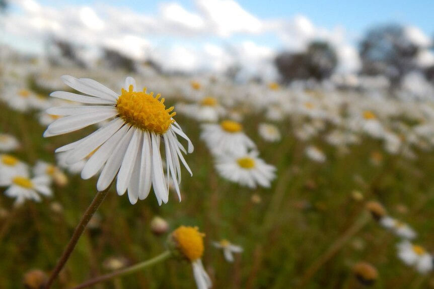 Floral dance in the Western Division