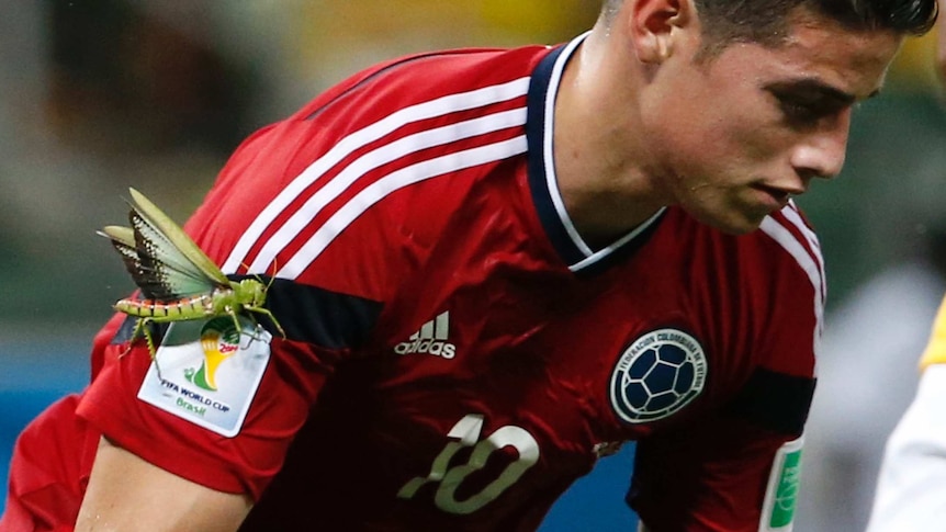 Grasshopper lands on James Rodriguez as he takes a penalty for Colombia v Brazil on July 4, 2014.