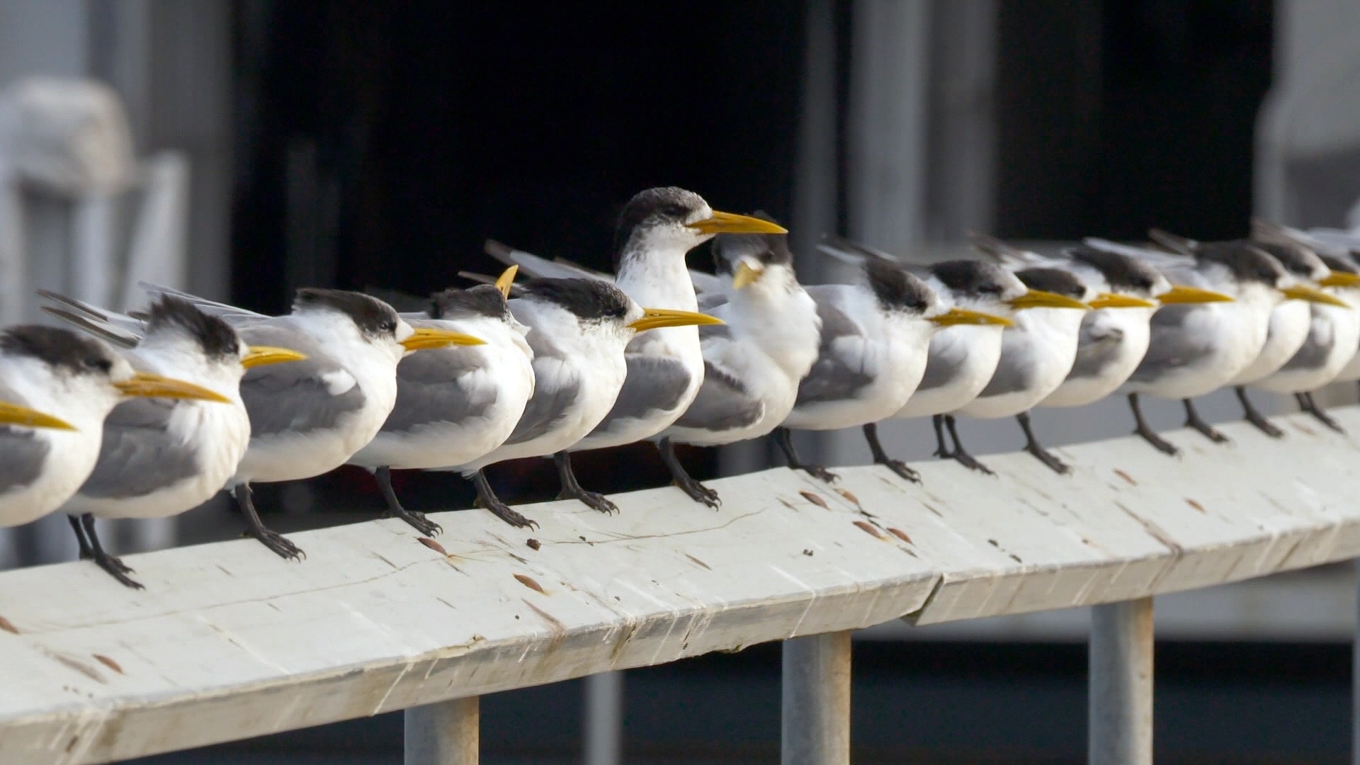 Greater Crested Terns