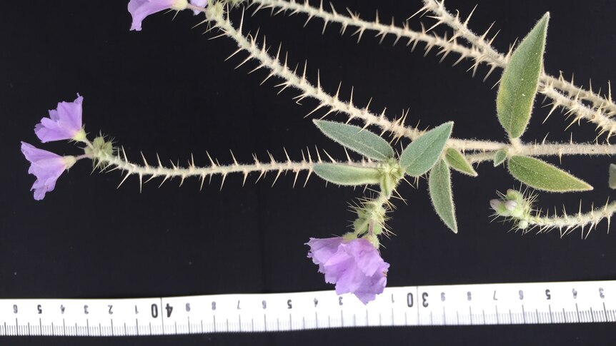 A prickly plant stem with purple flowers, measured against a ruler.