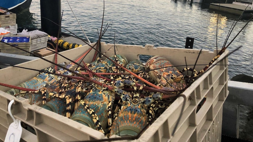 Crate of rock lobsters with sea and mountains in background