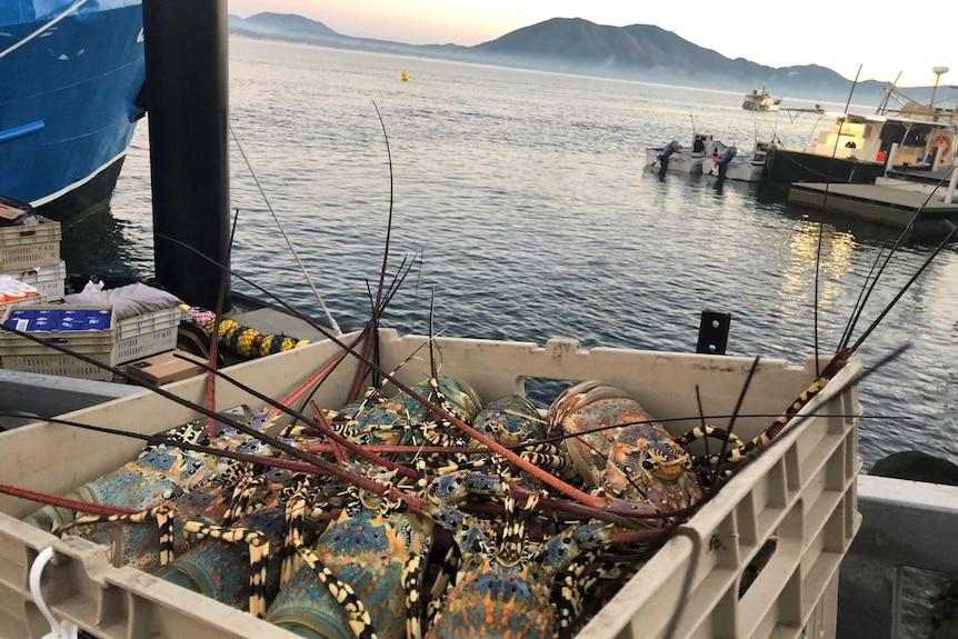 Crate of rock lobsters with sea and mountains in background