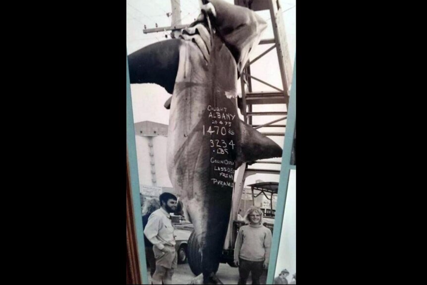 Two men and a massive shark on a hook