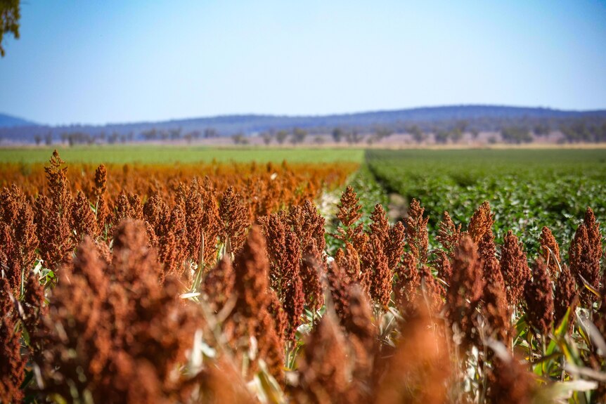 A sorghum crop merges with a cotton crop.