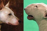 Pedigree Dogs Exposed: Composite of bull terrier as a result of inbreeding