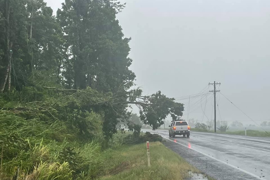 A tree falls over powerlines across a highway.