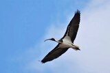 A bird in flight. It has a curved, black beak, black wings and a white underside.