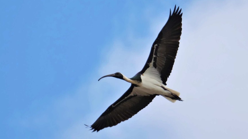 A bird in flight. It has a curved, black beak, black wings and a white underside.