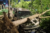 A large tree has smashed the windscreen and rests on the bonnet of a silver four-wheel drive vehicle.