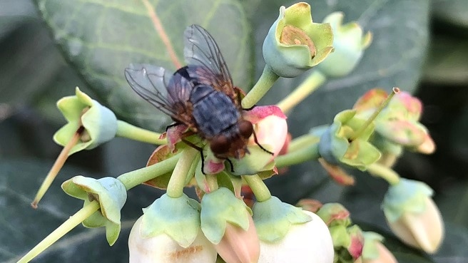 A fly pollinates a blueberry flower