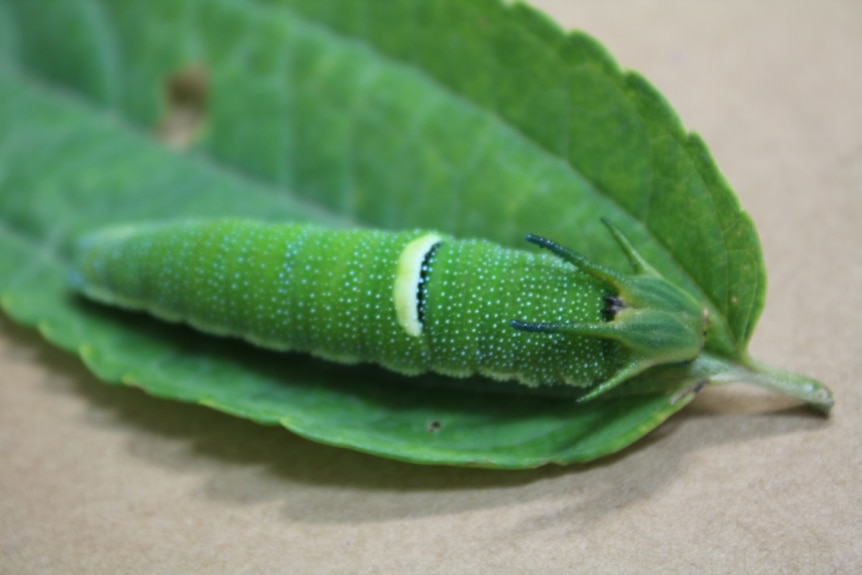 The bright green caterpillar of the Christmas Island Emperor Butterfly rests on a leaf