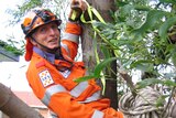 SES volunteer Walter Blumenfeld climbs a tree