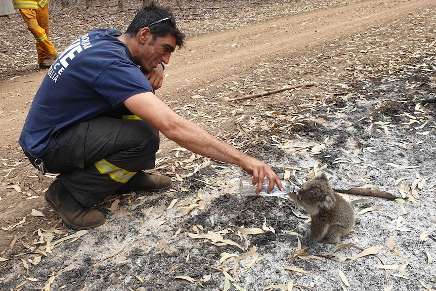 MFS firefighter Ali with koala