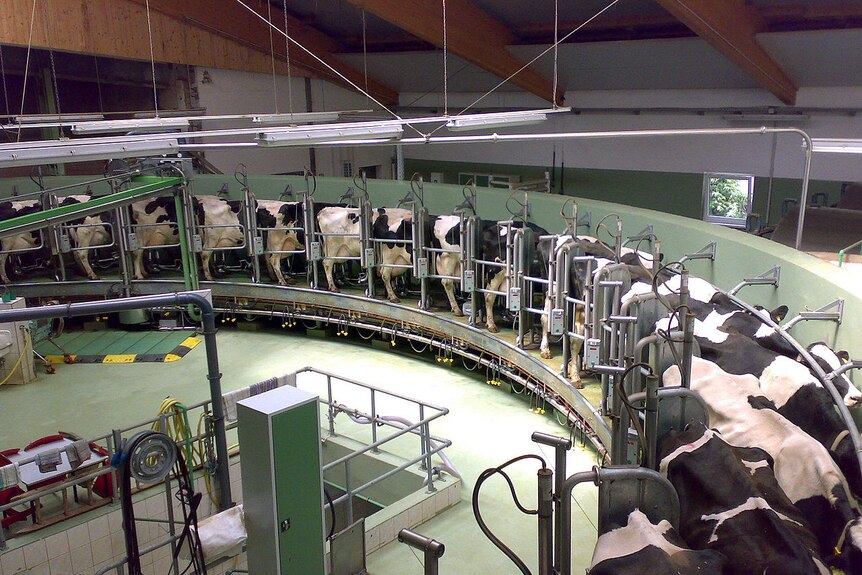 Cows in rotary dairy in Germany
