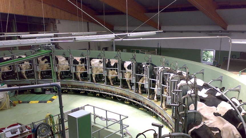 Cows in rotary dairy in Germany